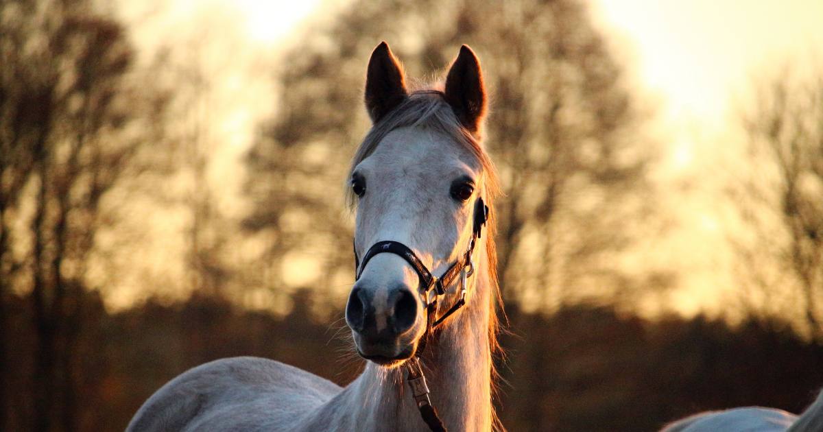 Anxiety In Horses Anxiety In Horses