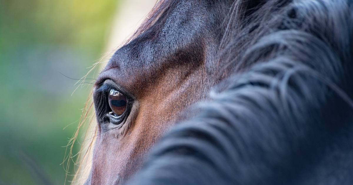 Decoding Your Horse’s Body Language Decoding Your Horse’s Body Language