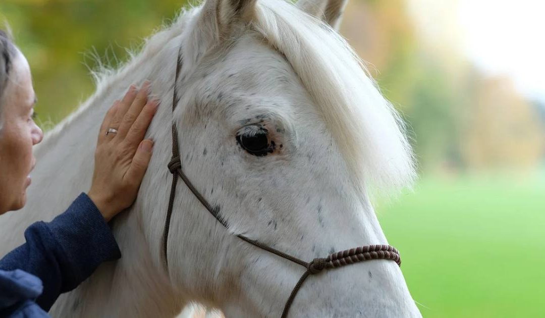 Enhancing Equine Performance With PEMF