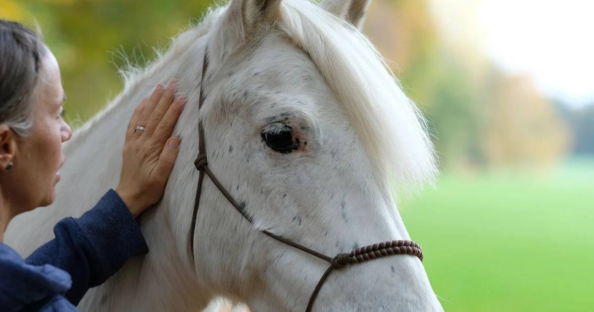 Enhancing Equine Performance With PEMF Enhancing Equine Performance With PEMF