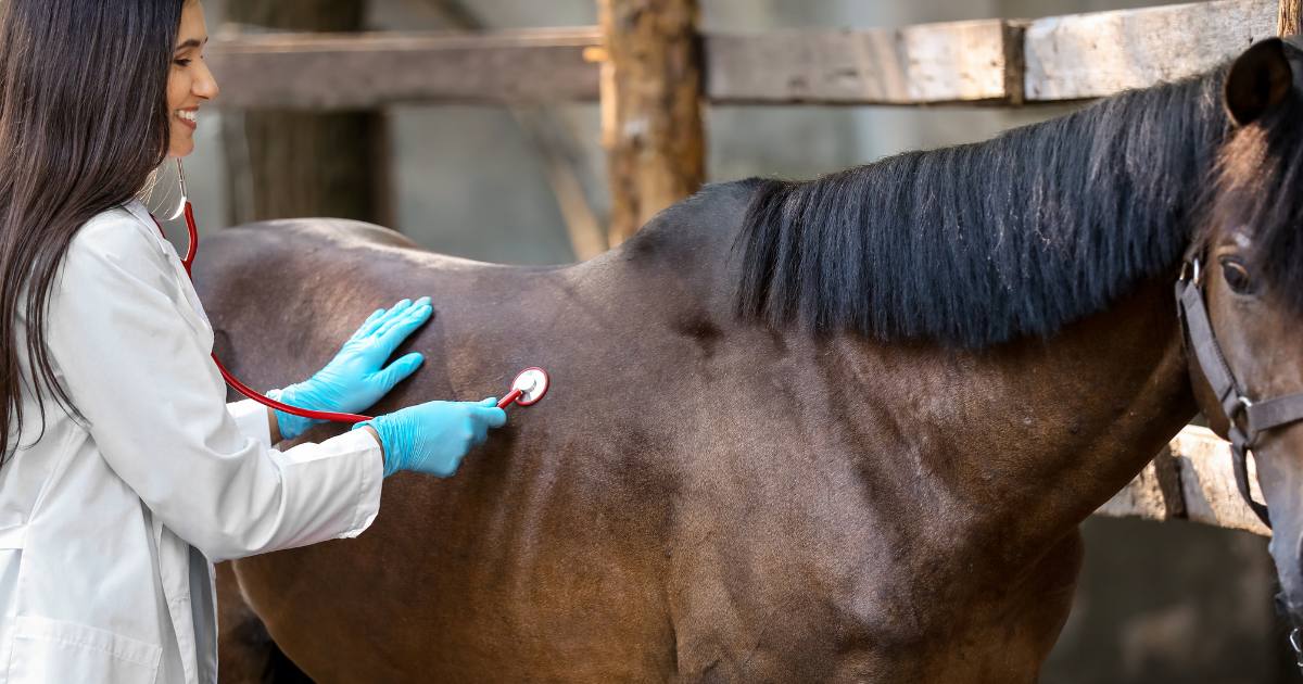 Integrating Equine Reiki with Traditional Veterinary Care Integrating Equine Reiki with Traditional Veterinary Care