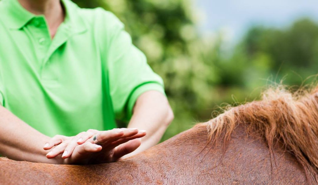 Recognising and Addressing Common Muscle Issues in Horses Through Massage
