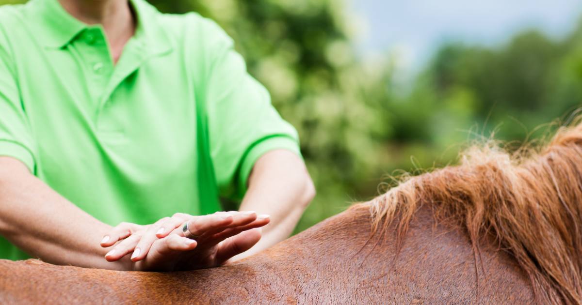 Recognising and Addressing Common Muscle Issues in Horses Through Massage
