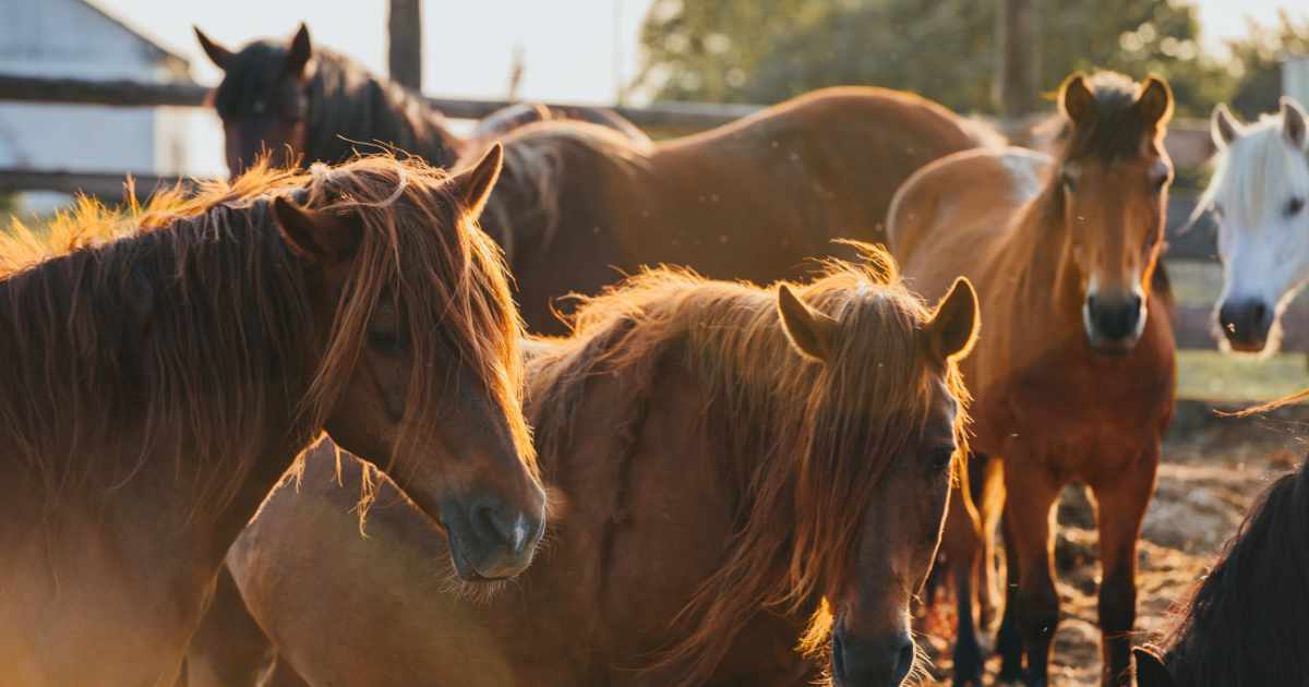 Herd of horses Herd of horses