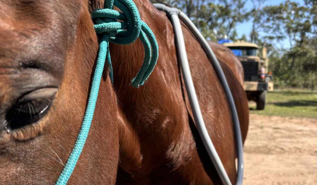 The Healing Power of Equine PEMF Therapy