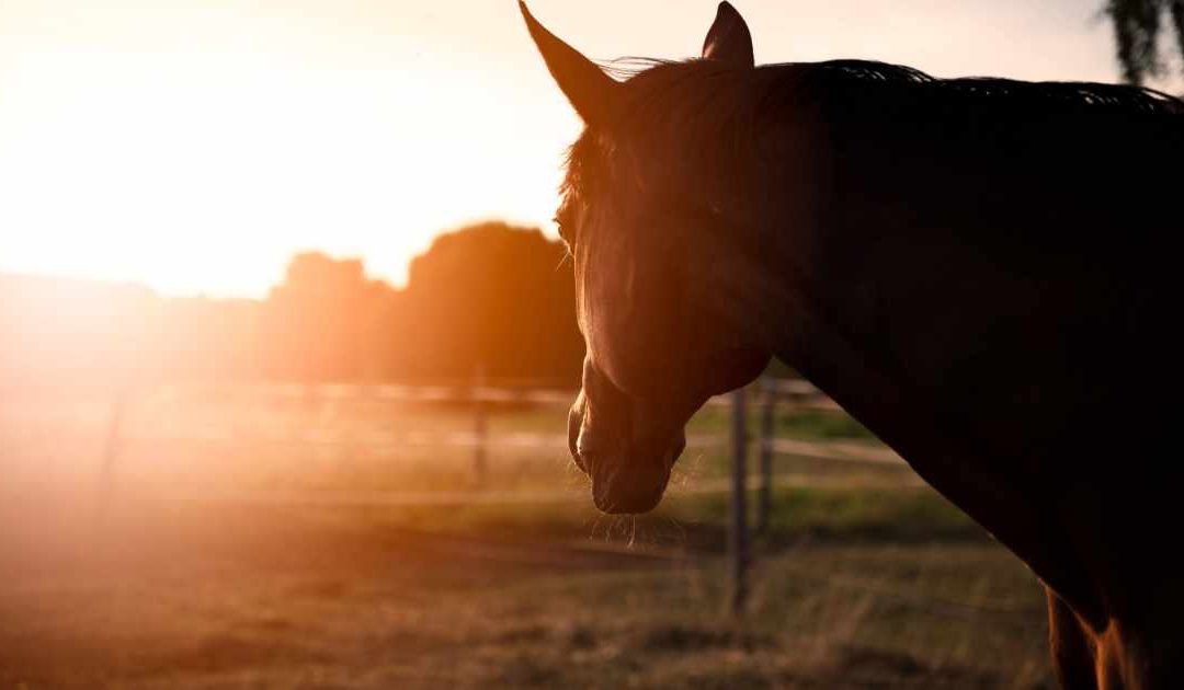 Red Light Therapy: A Modern Approach to Equine Care