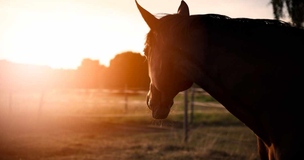 Horse in the field during sunset
