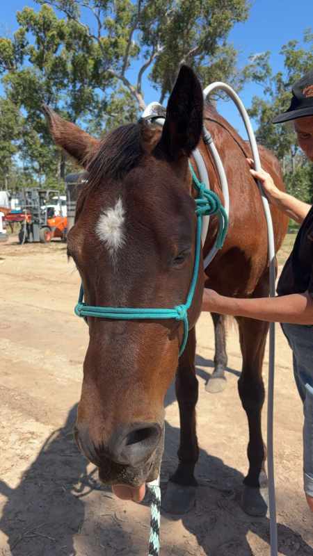 Horse PEMF therapy Horse PEMF therapy