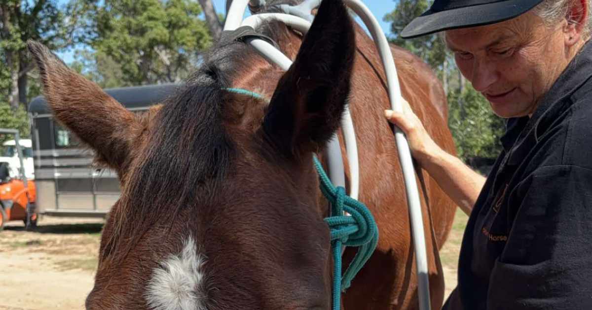 PEMF for horses What is PEMF for horses?