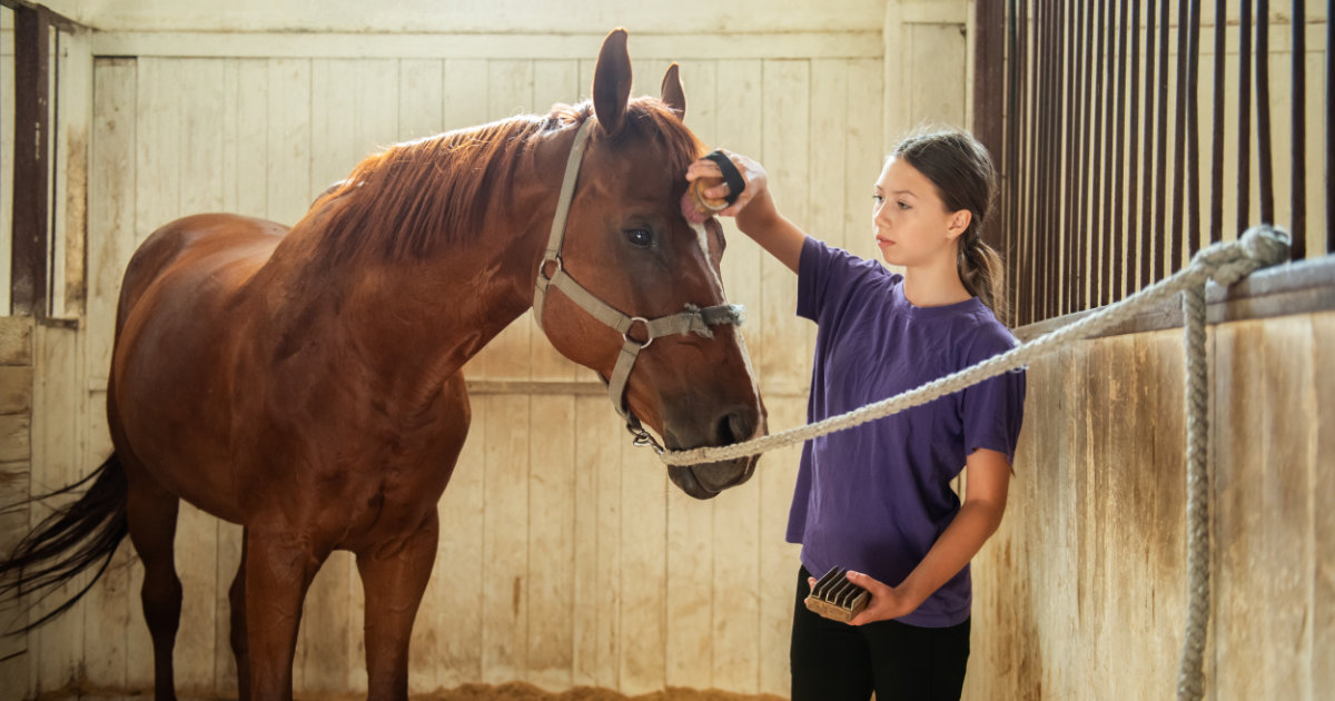 horse care horse care