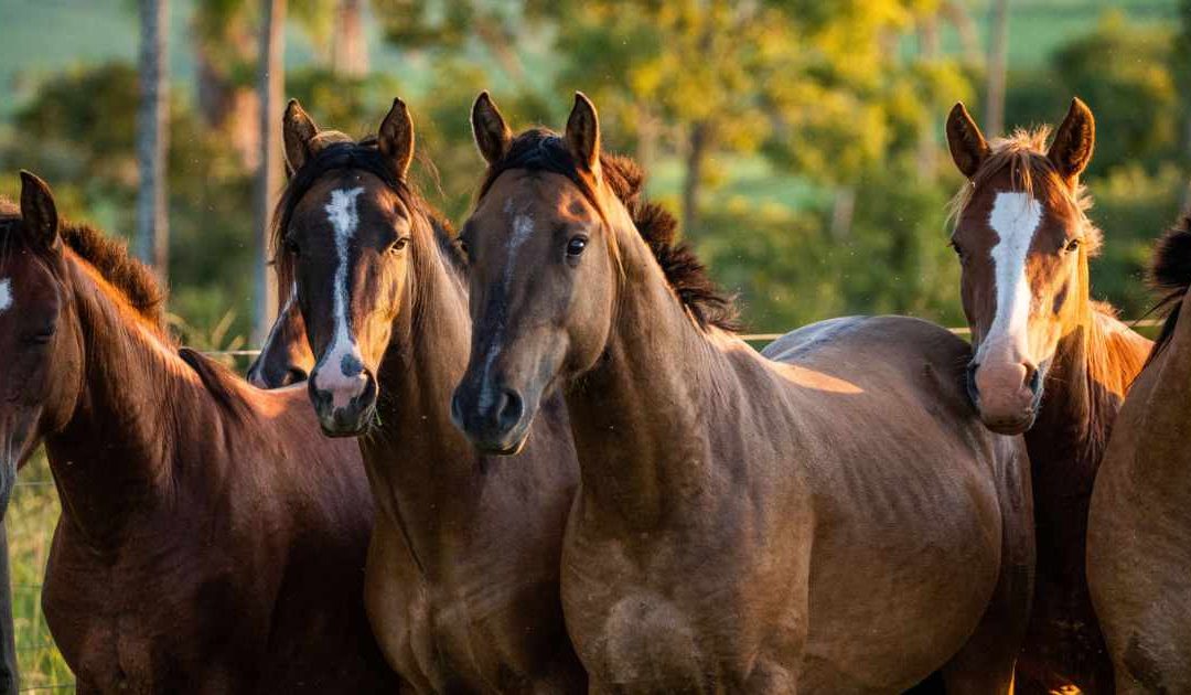 The Benefits of PEMF for Horses: A Path to Equine Wellness