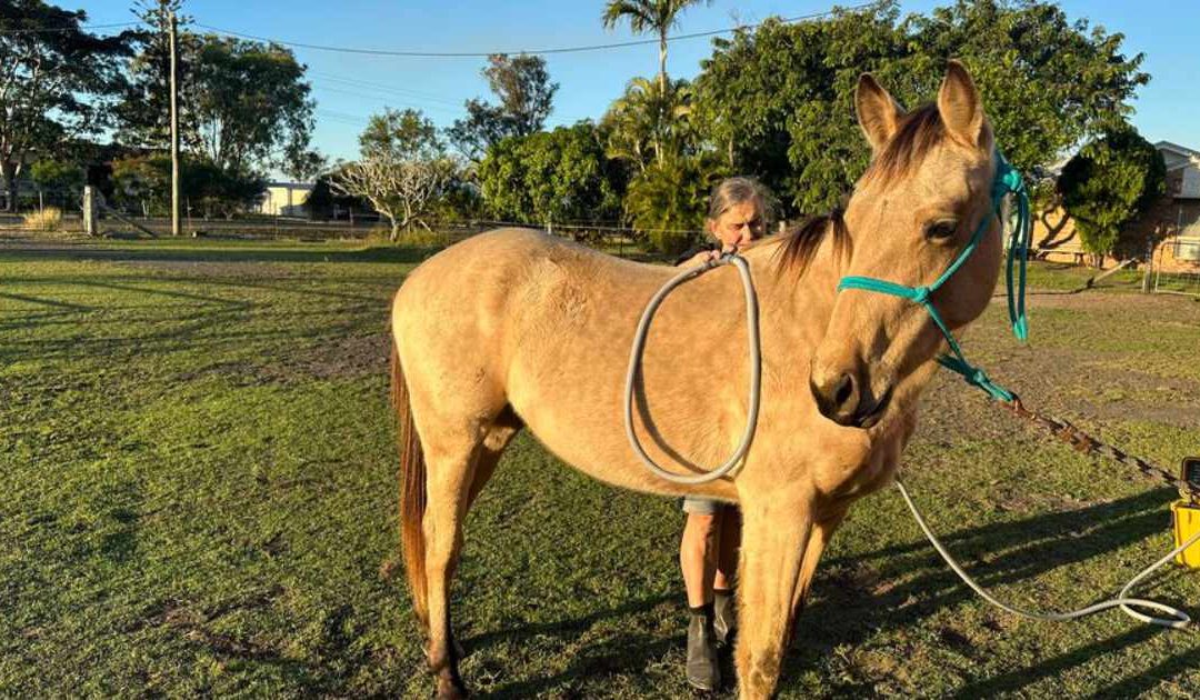 The Science Behind Equine PEMF Therapy: How It Benefits Your Horse