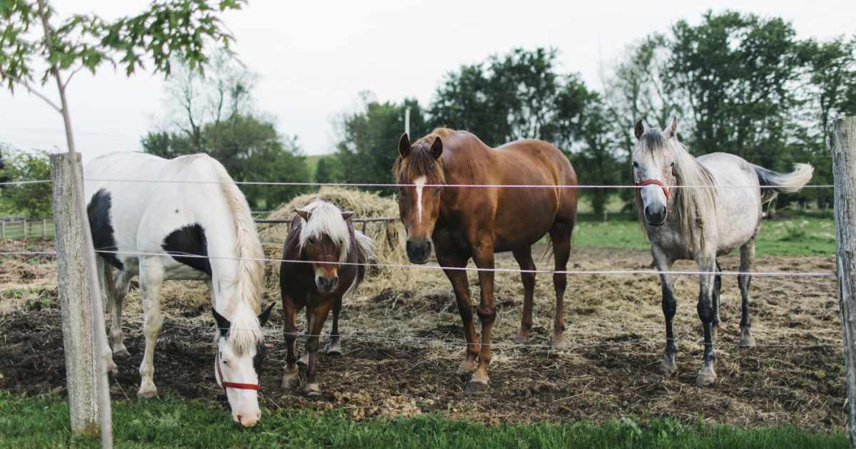 Three horses and a pony Three horses and a pony