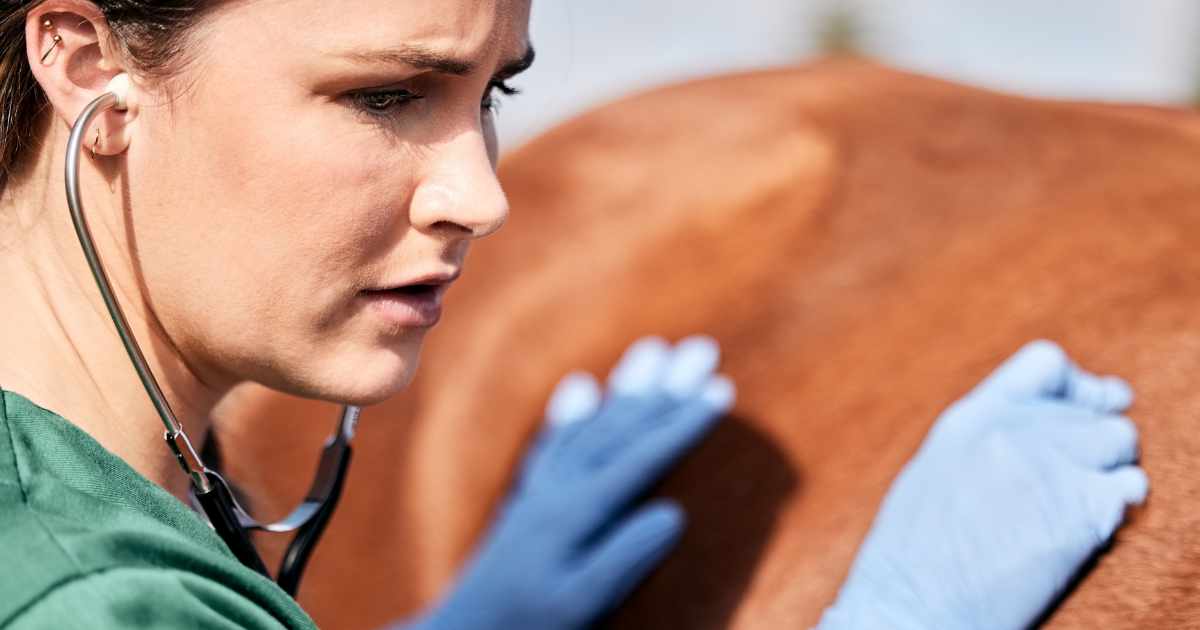 horse and vet horse and vet