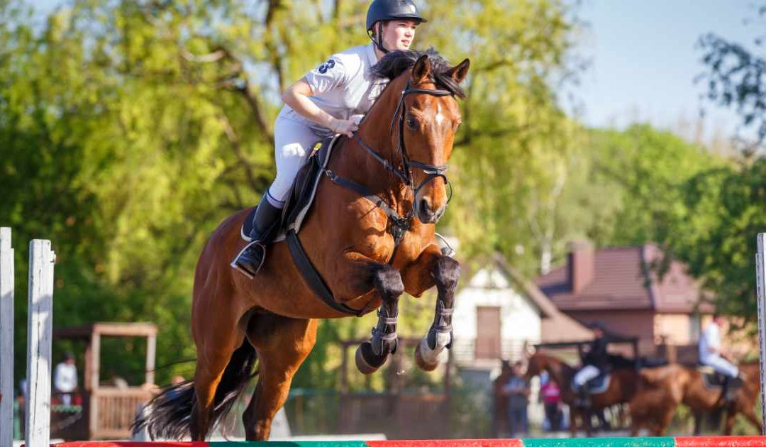 How to Support Your Horse’s Recovery After Competitions: A Step-by-Step Guide