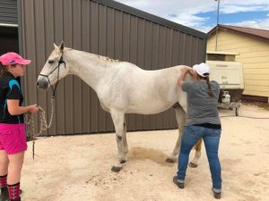 equine massage